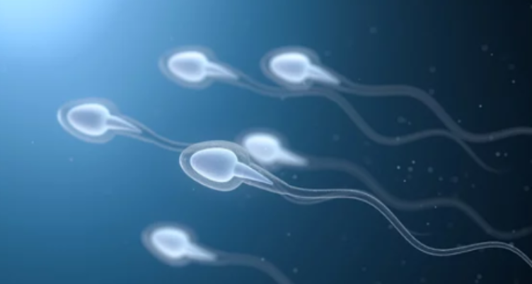 Sperm Freezing